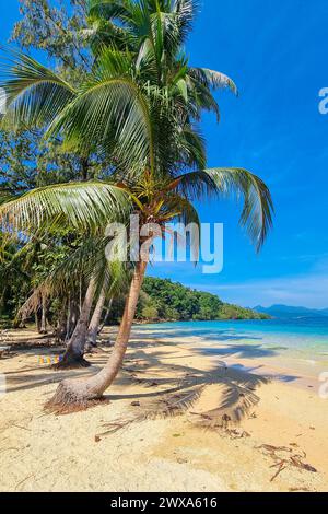 Un palmier solitaire se dresse sur une plage immaculée, surplombant les eaux bleues cristallines sous le soleil éclatant. Koh Wai Thaïlande Banque D'Images