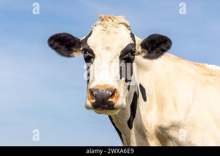 Vache mature noir et blanc, regardant chat caméra calme et amicale, nez rose, devant un ciel bleu Banque D'Images