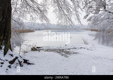 2 Schwäne auf dem Großteich im Friedewald BEI Niederau an einem Wintermorgen, Moritzburger Teichgebiet, Sachsen, Deutschland *** 2 cygnes sur le grand Banque D'Images