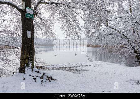 2 Schwäne auf dem Großteich im Friedewald BEI Niederau an einem Wintermorgen, Moritzburger Teichgebiet, Sachsen, Deutschland *** 2 cygnes sur le grand Banque D'Images