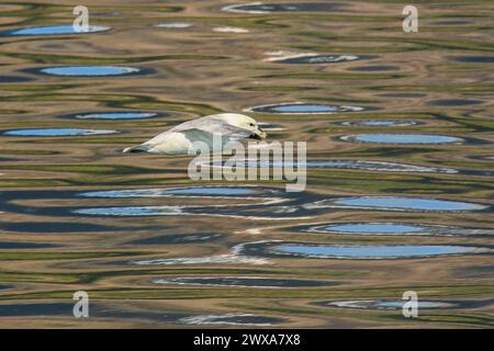 Fulmar nord survolant les reflets du ciel dans les eaux du fjord de Eyjafjördur en Islande Banque D'Images