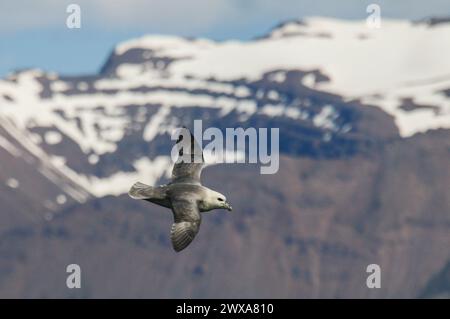 Fulmar nord volant devant la montagne enneigée, au-dessus du fjord de Eyjafjördur en Islande Banque D'Images