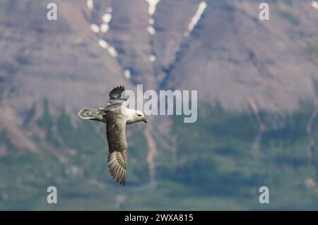 Fulmar nord survolant le fjord de Eyjafjördur en Islande Banque D'Images