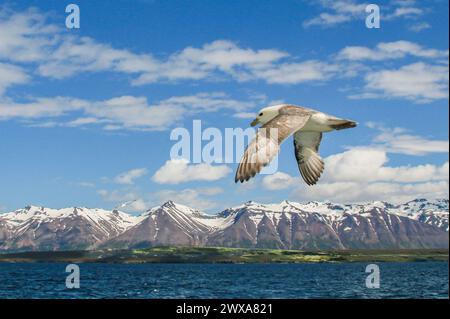 Fulmar nord survolant le fjord de Eyjafjördur en Islande Banque D'Images