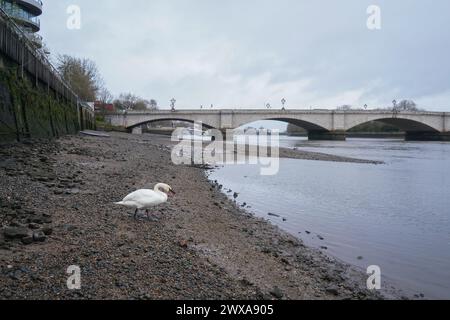 Putney, Londres 29 mars 2024 . Un cygne sur la Tamise à marée basse à Putney, au sud-ouest de Londres. Des niveaux élevés d'E. coli ont été trouvés dans la Tamise de Londres selon le groupe de campagne environnementale River action avant la traditionnelle course de bateaux de l'université d'Oxford Cambridge le samedi 30 mars . Il y a eu une multiplication par cinq des eaux usées par l'eau de la Tamise dans les rivières de Londres en 2023.Credit : amer Ghazzal/Alamy Live News Banque D'Images