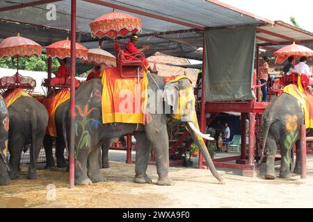 Ayutthaya, Thaïlande, 11 avril 2015 : les éléphants peints sont utilisés comme attractions touristiques à Ayutthaya pour monter dans des chaises longues avec un parasol Banque D'Images