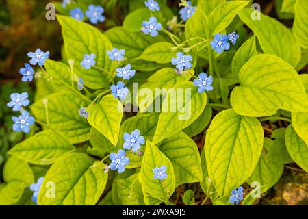 Omphalodes verna, armoise navale rampante , Blue-eyed-Mary est la famille des Boraginaceae. Banque D'Images