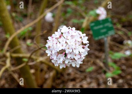 Viburnum carlesii, le bois d'arrowwood ou viburnum épice coréenne, est une espèce de plante à fleurs de la famille Adoxaceae (anciennement Caprifoliaceae), indigène Banque D'Images