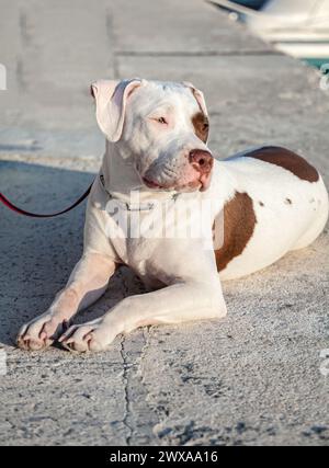 Joli pit Bull, blanc avec des taches brunes avec un look expressif. Mise au point sélective avec faible profondeur de champ. Banque D'Images