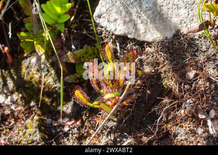 Drosera capensis dans son habitat naturel proche de Hermanus dans le Cap occidental de l'Afrique du Sud Banque D'Images