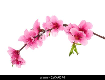 Branche de pêcher en fleurs isolée sur fond blanc, Prunus persica Banque D'Images