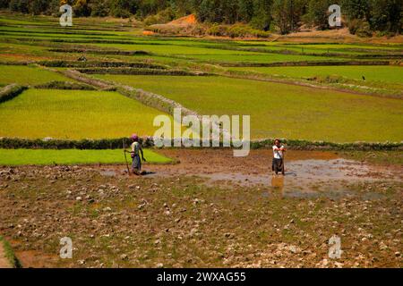 Madagascar. 25 oktober 2023.paysage typique de Madagascar - rizières vertes et jaunes en terrasse sur de petites collines avec des maisons en argile dans la région près de Vohipos Banque D'Images