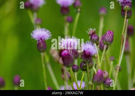 Fleurs violettes florissantes d'une plante sauvage chardon rampant (Cirsium arvense) Banque D'Images