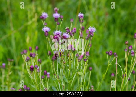 Fleurs violettes florissantes d'une plante sauvage chardon rampant (Cirsium arvense) Banque D'Images