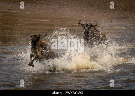 Deux gnous bleus galopant dans les eaux peu profondes Banque D'Images