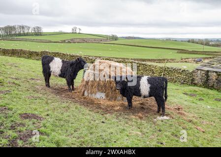 Le Belted Galloway est une race traditionnelle écossaise de bovins de boucherie, vue ici à Little Newton, long Preston, North Yorkshire. Banque D'Images
