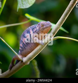 Panther caméléon sur une branche, femelle Banque D'Images