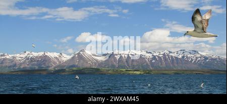 Fulmar nord survolant le fjord Eyjafj!ördur en Islande (Fulmarus glacialis) Banque D'Images