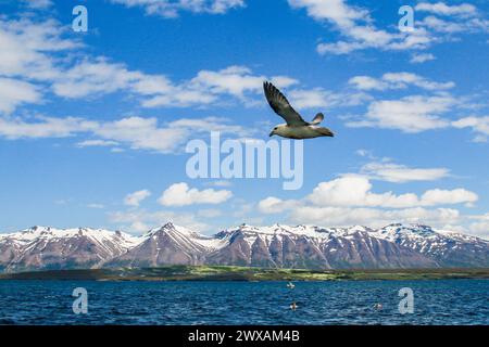 Fulmar nord survolant le fjord Eyjafj!ördur en Islande (Fulmarus glacialis) Banque D'Images