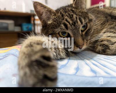 Chat femelle tabby gris sur un lit, regardant la caméra, gros plan grand angle. Banque D'Images