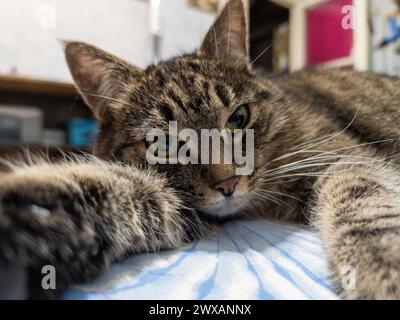 Chat femelle tabby gris sur un lit, regardant la caméra, gros plan grand angle. Banque D'Images