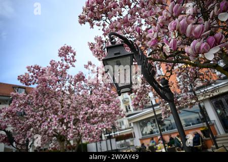 Karfreitag am Bodensee, Menschen sitzen am Karfreitag, BEI zwanzig Grad Lufttemperaturunter, unter einem blühenden Magnolienbaum BEI Lindau am Bodensee. Lindau Bayern Deutschland Lindau *** vendredi Saint au lac de Constance, les gens sont assis le vendredi Saint, à vingt degrés de température sous un magnolia en fleurs près de Lindau au lac de Constance Lindau Bavière Allemagne Lindau Copyright : x xonw-imagesx/xMariusxBullingx Banque D'Images