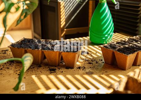 Plateau de tourbe biodégradable rempli de terre noire sur la table dans un jour de printemps. Plantation et semis saisonniers. Culture de produits agricoles biologiques. Durable Banque D'Images