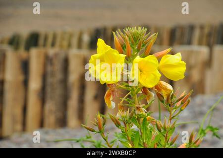 Fleur d'Primrose du soir 'Oenothera biennis' sur la plage de Dunster dans le Somerset début juillet. Banque D'Images