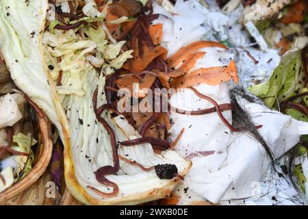 Les vers vont travailler dans un bac de compostage en plastique noir sur un lotissement qui a une variété de pelage de légumes et de papier déchiqueté. Somerset. ROYAUME-UNI Banque D'Images