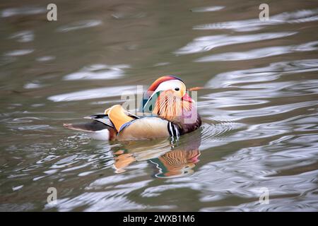 Gros plan d'un canard mandarin dans un étang Banque D'Images