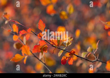 Sumac parfumé, Rhus aromatica, feuilles d'automne dans Bandelier National Monument, Nouveau Mexique, États-Unis Banque D'Images