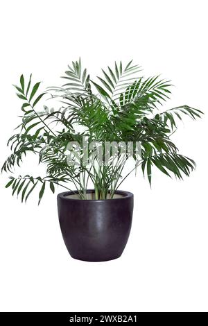 Kentia Palm Tree gris en pot. Plante d'intérieur isolée sur fond blanc Banque D'Images