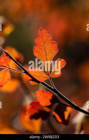 Sumac parfumé, Rhus aromatica, feuilles d'automne dans Bandelier National Monument, Nouveau Mexique, États-Unis Banque D'Images