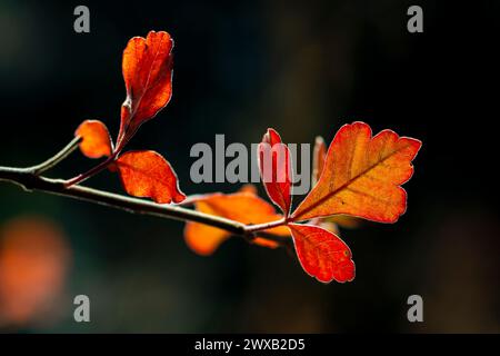 Sumac parfumé, Rhus aromatica, feuilles d'automne dans Bandelier National Monument, Nouveau Mexique, États-Unis Banque D'Images