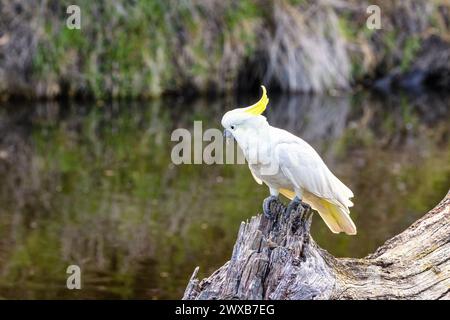 cacatua sulfurea, un cacatoès à craquage de soufre, sur une rive de Victoria, en Australie. Cette espèce de perroquet est endémique en Australie, en Nouvelle-Guinée et en partie Banque D'Images
