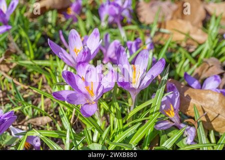 Beaux crocus de printemps violets dans le jardin en journée ensoleillée. Fond de printemps floral avec des fleurs de crocus sauvages sur la prairie. Printemps, nature. Sélectiv Banque D'Images