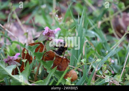 Mouche intérieure et Bumblebee à queue de chamois sur Deadnettle violet Banque D'Images