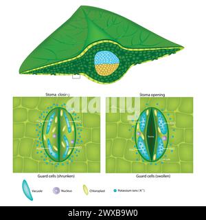 Cellules de garde gonflées et cellules de garde rétrécies. Fermeture et ouverture de stomie. Illustration de Vecteur