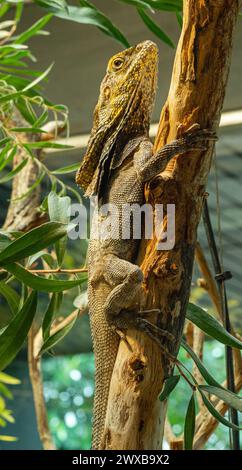 Lézard à col roulé (Chlamydosaurus kingii) sur une branche d'arbre. Banque D'Images