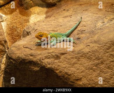 Lézard à collet commun (Crotaphytis-collaris) sur un rocher. Banque D'Images