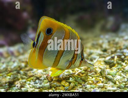 Le papillons cuivré (Chelmon rostratus), également connu sous le nom de poisson corallien à bec, se trouve dans les récifs des océans Pacifique et Indien. Banque D'Images