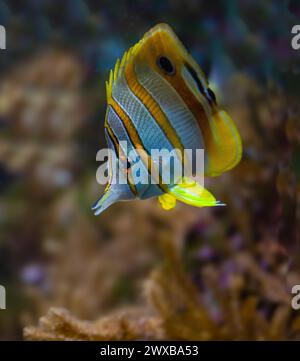 Le papillons cuivré (Chelmon rostratus), également connu sous le nom de poisson corallien à bec, se trouve dans les récifs des océans Pacifique et Indien. Banque D'Images