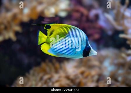 Threadfin Butterfly Fish ou « Chaetodon Auriga » Banque D'Images