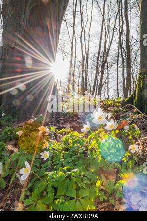 Les rayons de soleil tombent à travers les arbres, les anémones des bois (Anemonoides nemorosa) (Syn. : Anemone nemorosa) fleurissent blanc entre l'automne de l'année dernière Banque D'Images