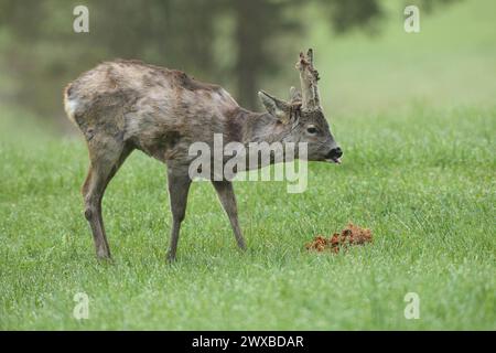 Chevreuil d'Europe (Capreolus capreolus) avec manteau d'hiver déchiqueté et longues cornes de velours à peine couvertes à la station d'alimentation dans le pré Banque D'Images