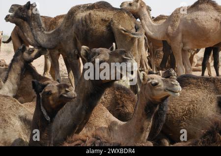 Marché de chameau, foire, gens, marché de mariage, animaux, ville désertique de Pushkar, (Pushkar Camal Fair), groupe de chameaux semble communiquer et interagir Banque D'Images