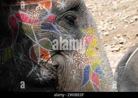 Chevauchant des éléphants à Amber Fort, Amber, près de Jaipur, Rajasthan, gros plan d'un visage d'éléphant peint de couleurs vives avec accent sur la texture de la peau Banque D'Images