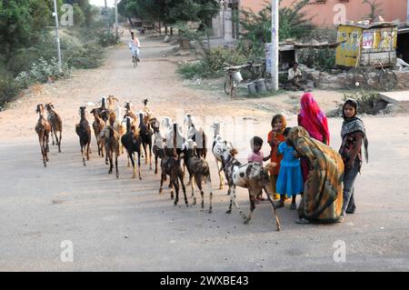 Une femme et des enfants accompagnent un troupeau de chèvres sur une route rurale, Rajasthan, Inde Banque D'Images