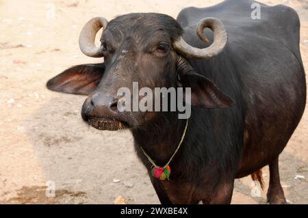 Un buffle d'eau avec des cornes recourbées et un collier regarde dans la caméra, Agra, Rajasthan, Inde Banque D'Images