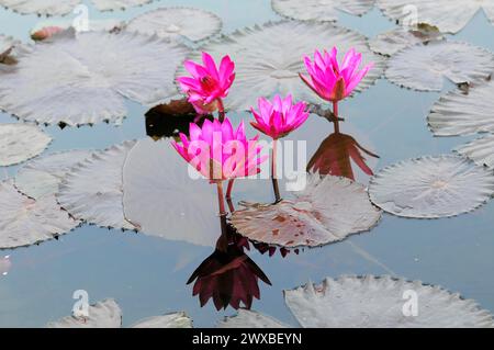 Quatre nénuphars roses (Nymphaea lotus), captifs, sur un étang aux feuilles flottantes, Stuttgart, Allemagne Banque D'Images